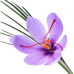 Pure Baby Saffron (1 Gram)